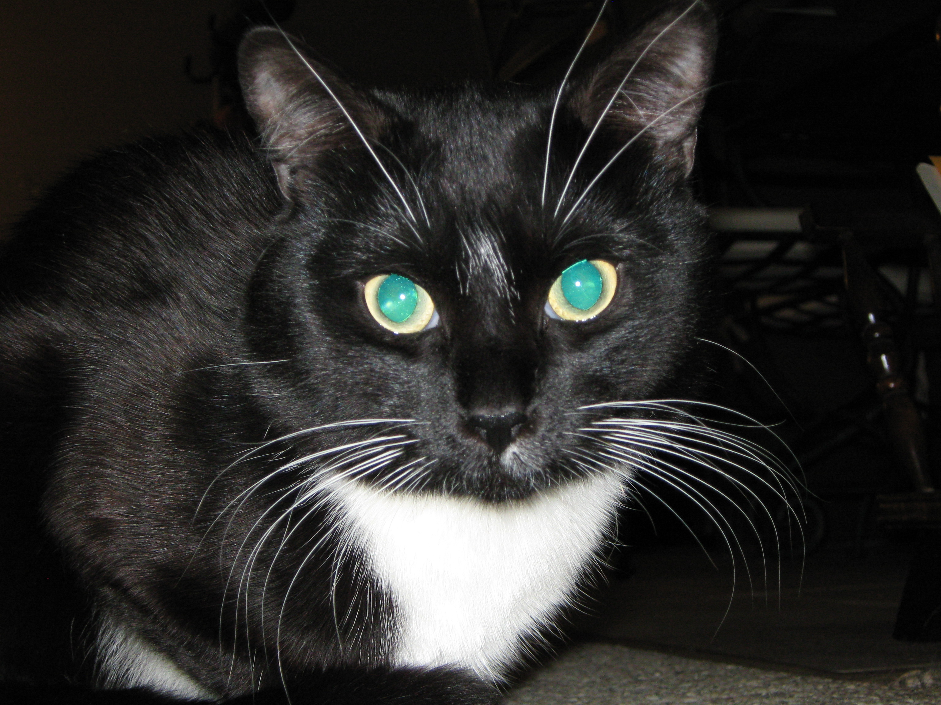 Titi (2008-2025)