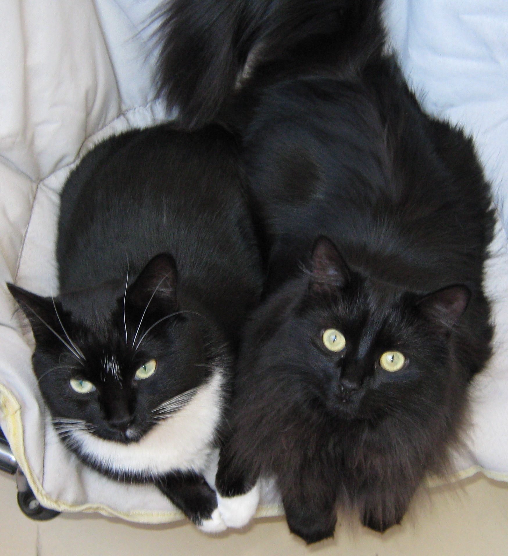 Titi (2008-2025) et Chiffon (2009-2026)